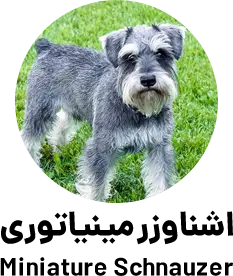 اشناوزر مینیاتوری Miniature Schnauzer