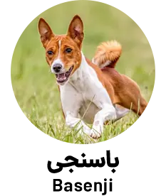 باسنجی Basenji