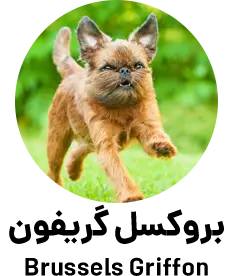 بروکسل گریفون Brussels Griffon