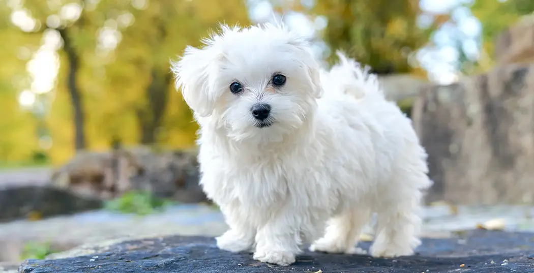 بهترین سگ های آپارتمانی - سگ نژاد مالتیز Maltese