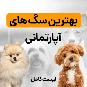 بهترین سگ های آپارتمانی (لیست بهترین سگ ها برای نگهداری خانه و آپارتمان)