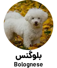 بولوگنس Bolognese