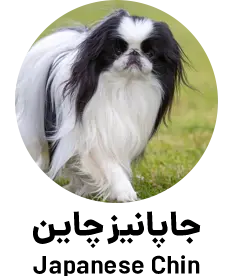 جاپانیز چاین Japanese Chin