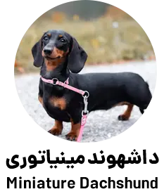 داشهوند مینیاتوری Miniature Dachshund