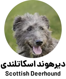 دیرهوند اسکاتلندی Scottish Deerhound