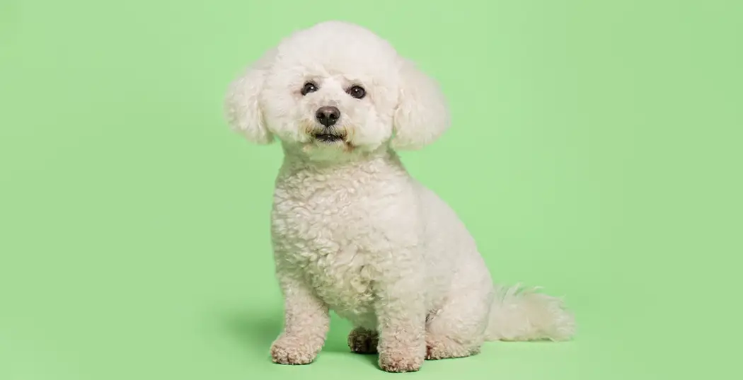 سگ آپارتمانی نژاد بیچون فریز Bichon Frisé