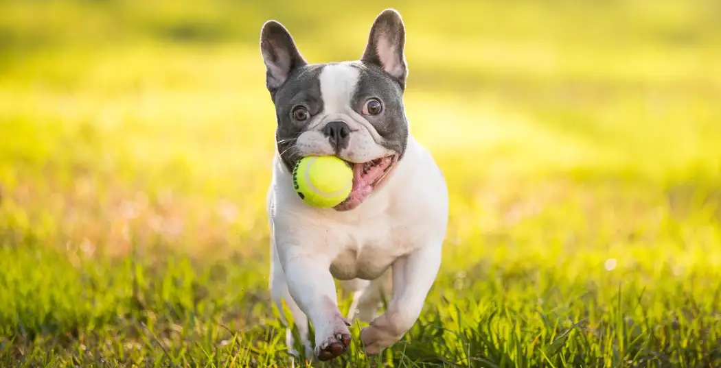 نژاد سگ بولداگ فرانسوی - معرفی بهترین سگ های آپارتمانی