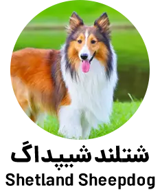 شتلند شیپداگ Shetland Sheepdog