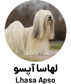 نژاد لهاسا آپسو Lhasa Apso