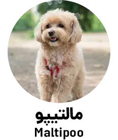 مالتیپو Maltipoo