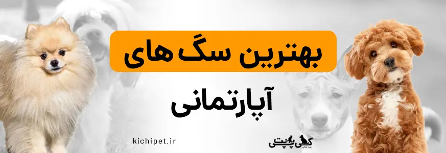 معرفی بهترین سگ های آپارتمانی (خانگی) + لیست