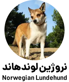 نروژین لوندهاند Norwegian Lundehund