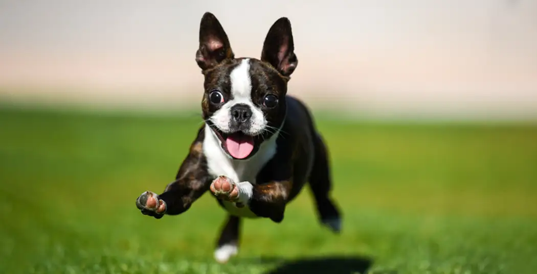 نژاد بوستون تریر Boston Terrier