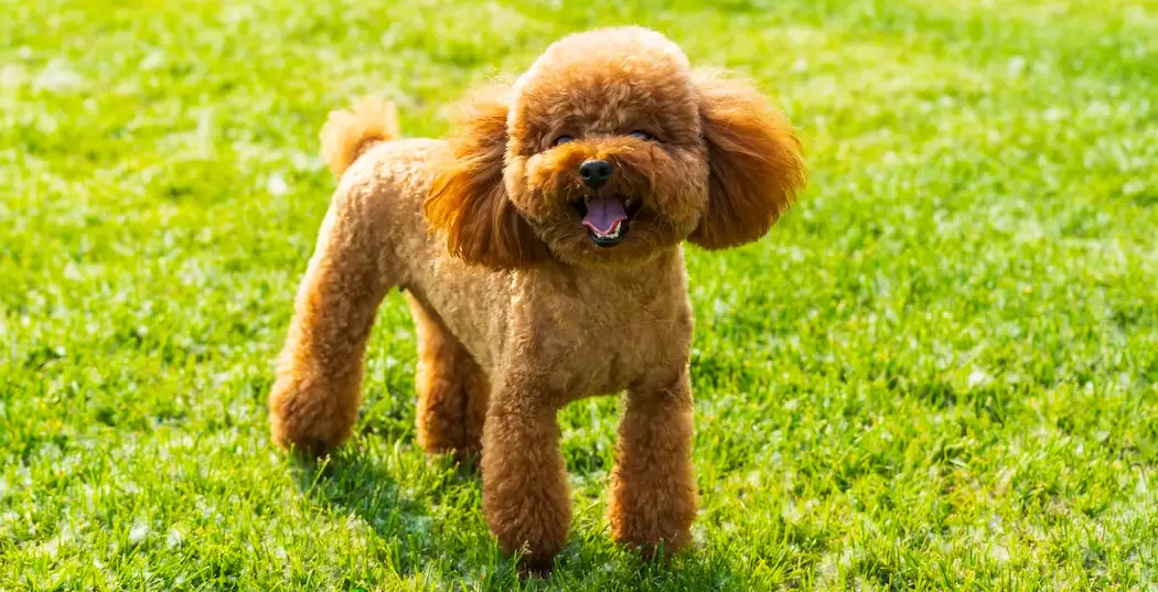 نژاد سگ پودل Poodle