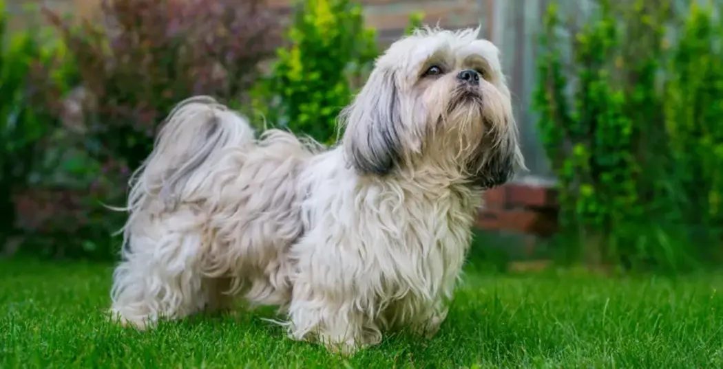 نژاد شیتزو Shih Tzu