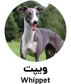 نژاد ویپت Whippet