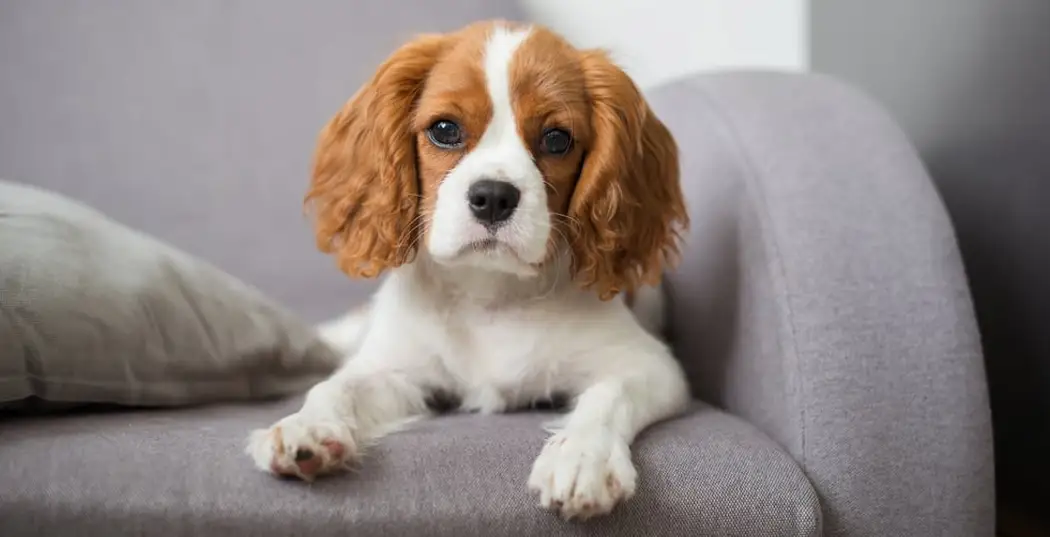 نژاد کاوالیر کینگ چارلز اسپانیل - Cavalier King Charles Spaniel