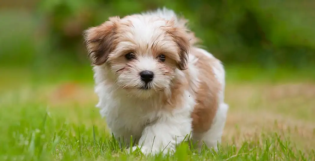 هاوانیز Havanese
