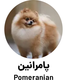 پامرانین Pomeranian