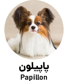 پاپیلون Papillon