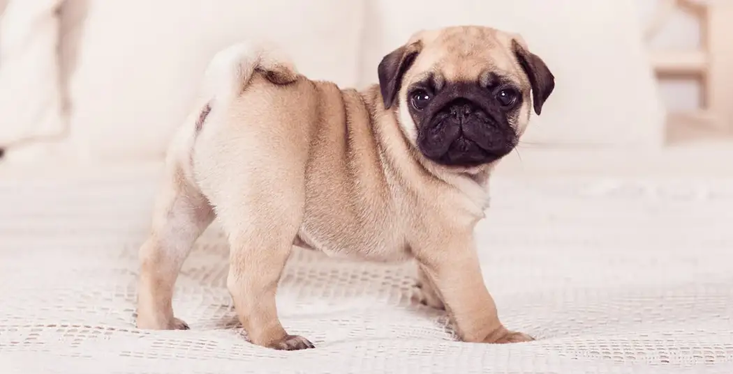 پاگ Pug