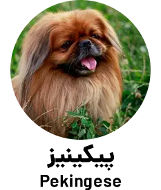 پیکینیز Pekingese
