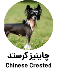 چاینیز کرستد Chinese Crested