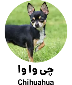 چی وا وا Chihuahua
