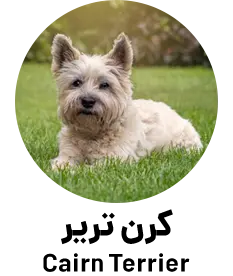 کرن تریر Cairn Terrier