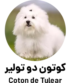 کوتون دو تولیر Coton de Tulear