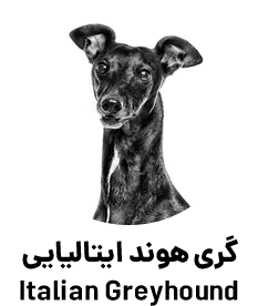 گری هوند ایتالیایی Italian Greyhound