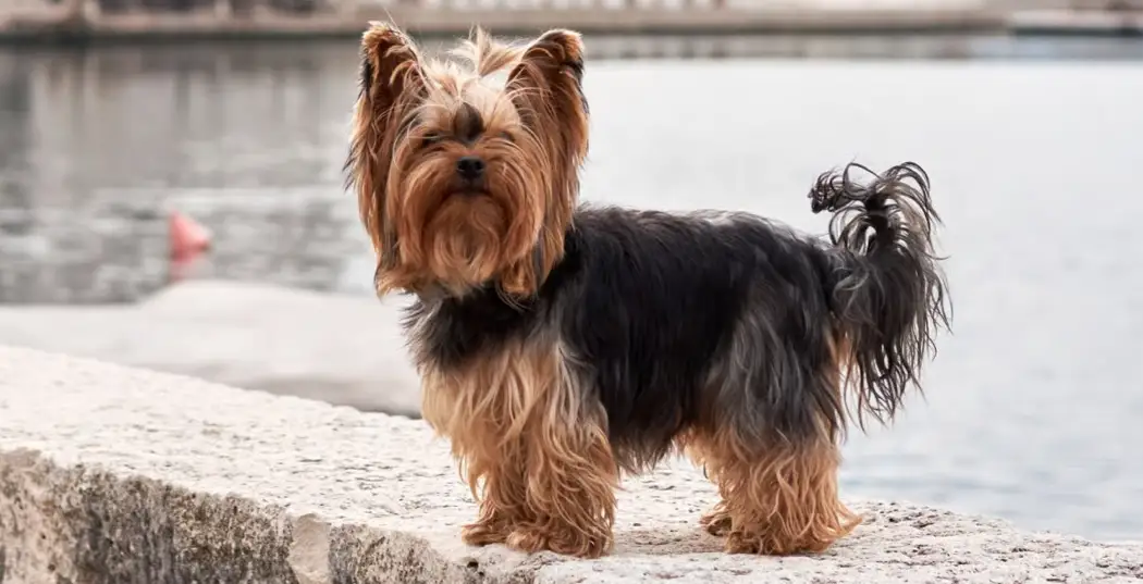 یورکشایر تریر Yorkshire Terrier